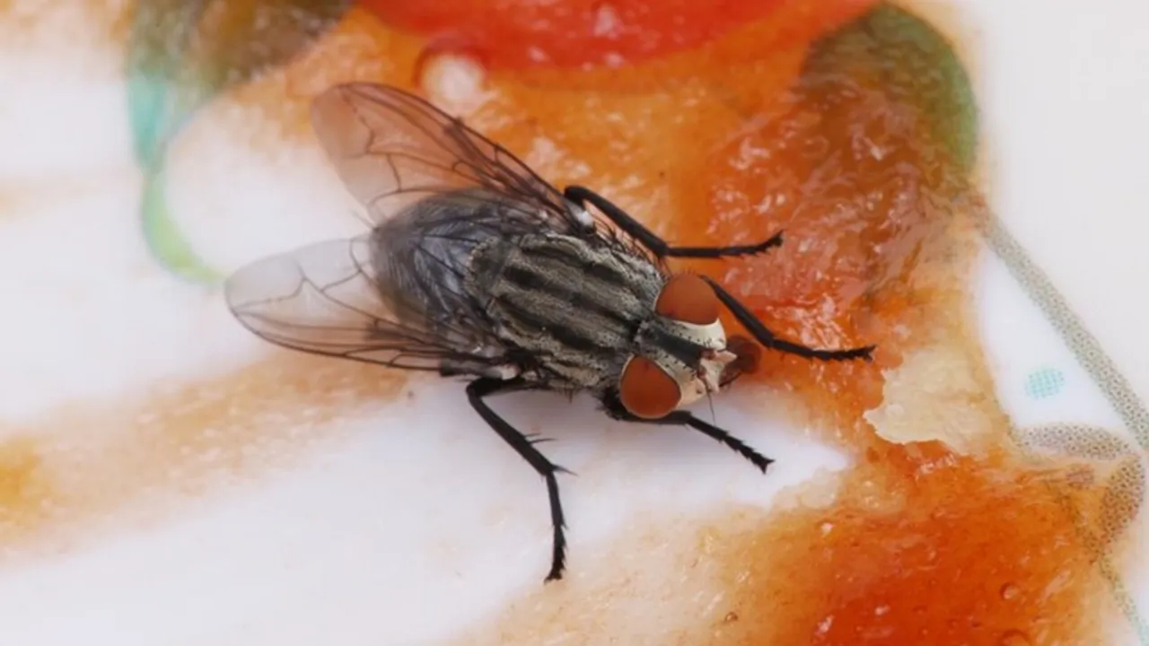 Eliminate Flies From Kitchen FI