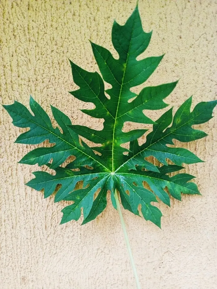 Papaya Leaves 2