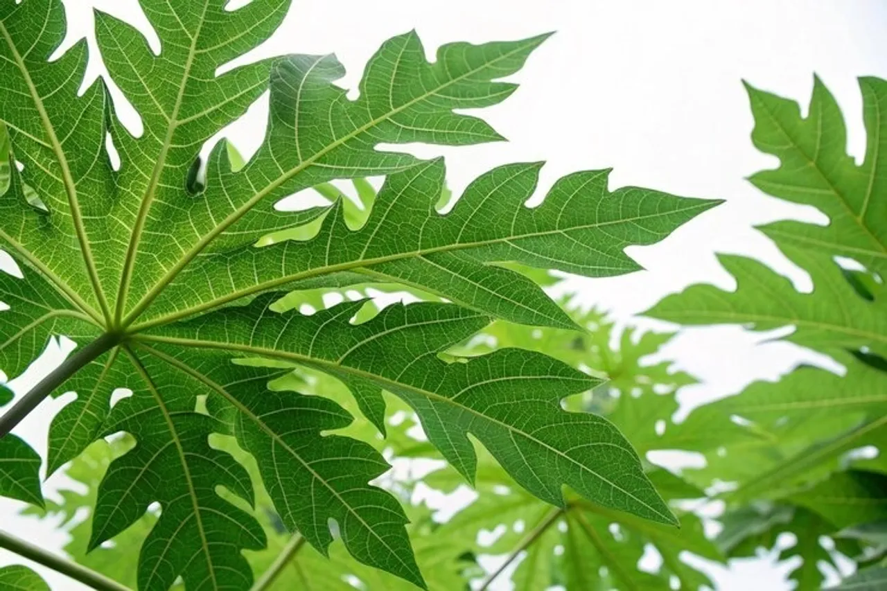 Papaya Leaves 5
