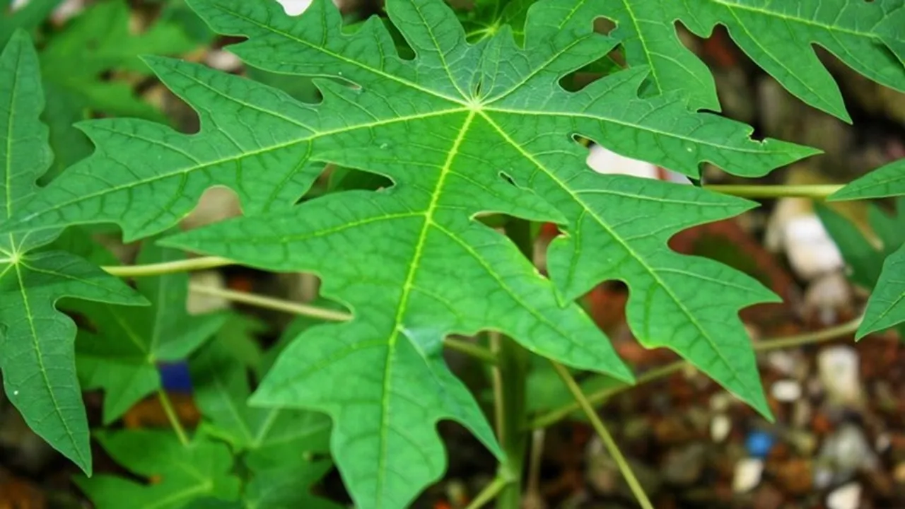 Papaya Leaves FI