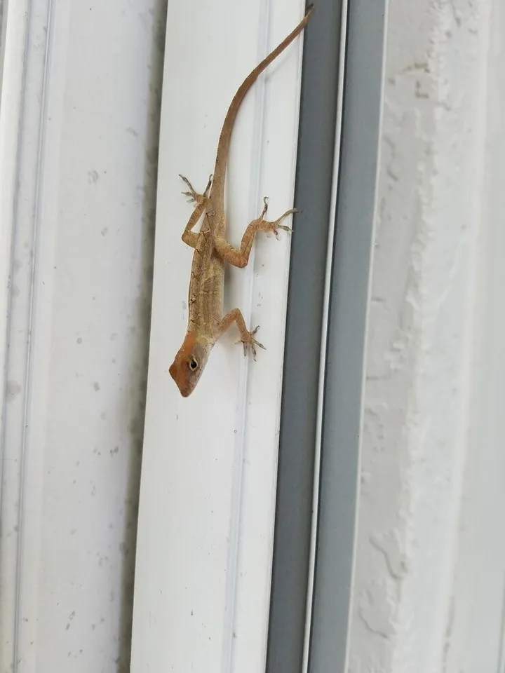 Get Rid Of Cocoroaches And Lizard 1