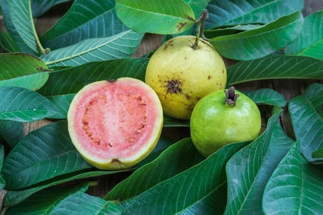 Guava, health
