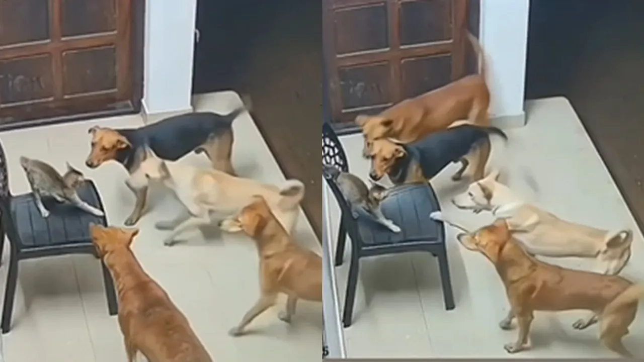 Dogs attacking cat viral video