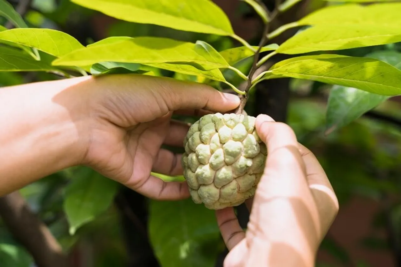 custard apple, health