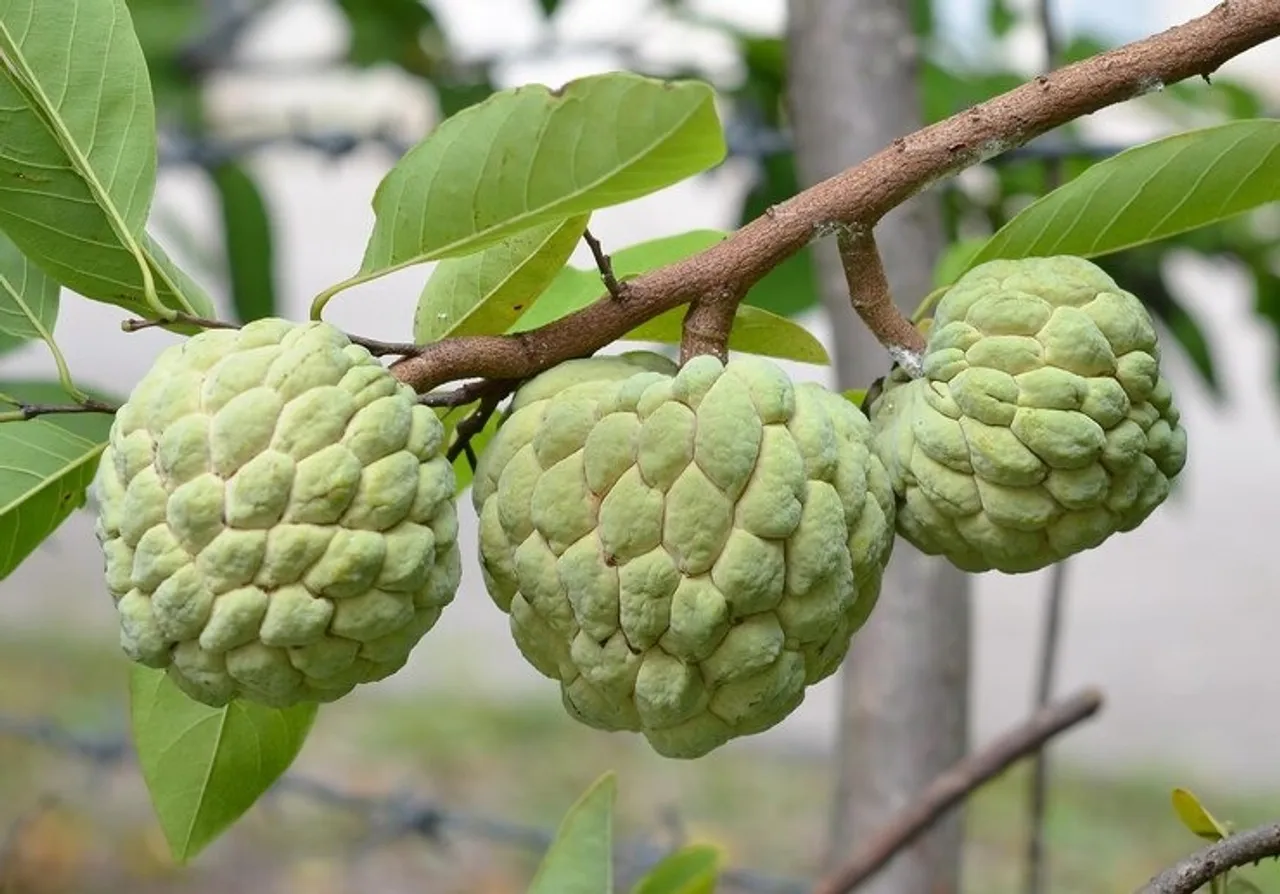 custard apple, health