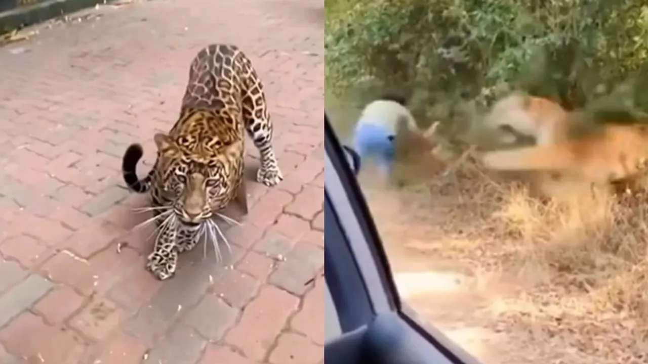 AI Tiger Leopard Attack Video