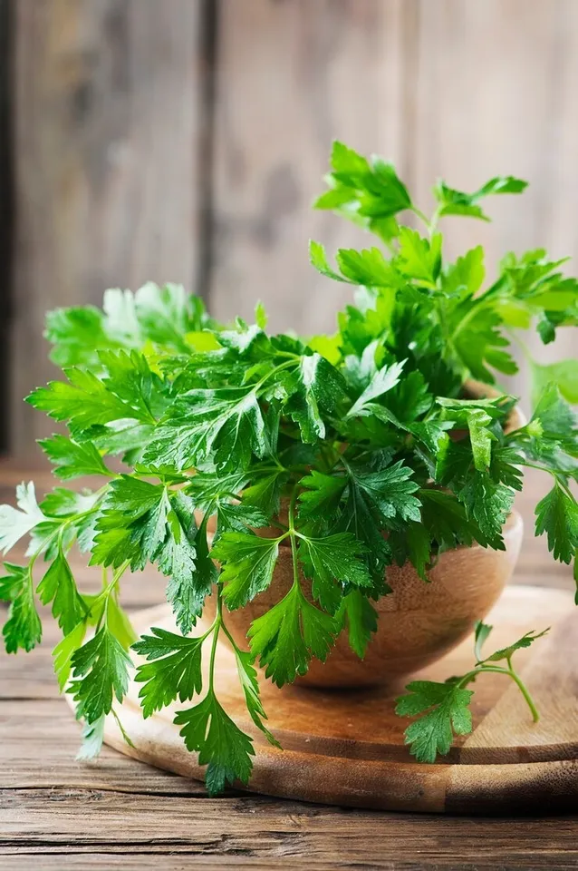 Coriander Plant 1