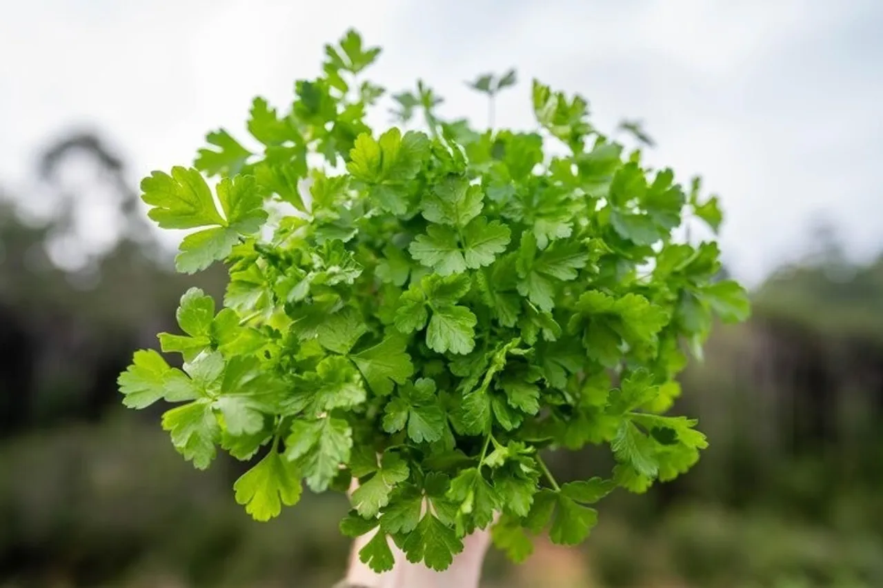 Coriander Plant 2
