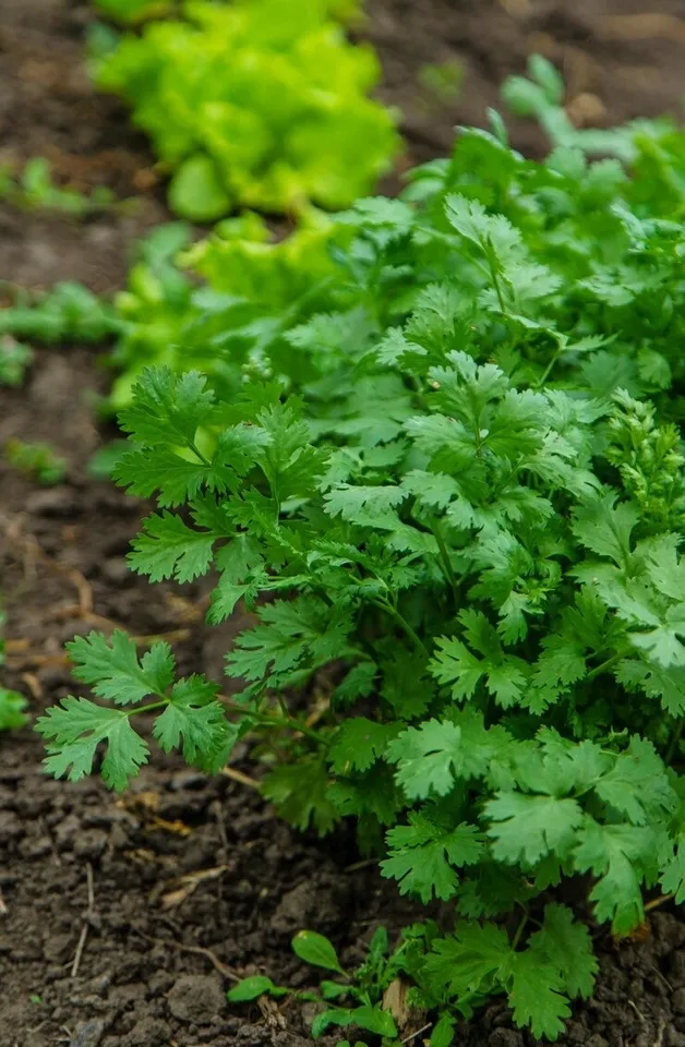 Coriander Plant 3