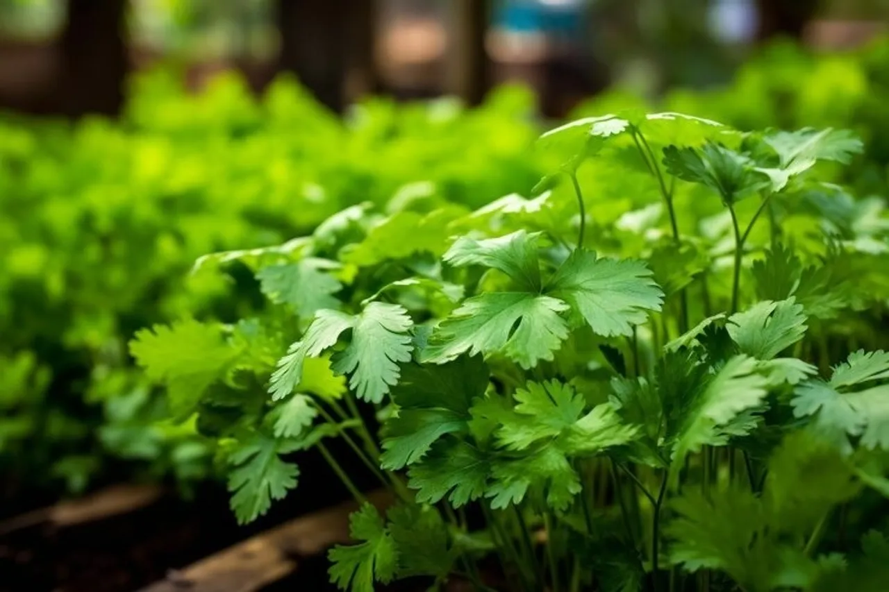 Coriander Plant 4