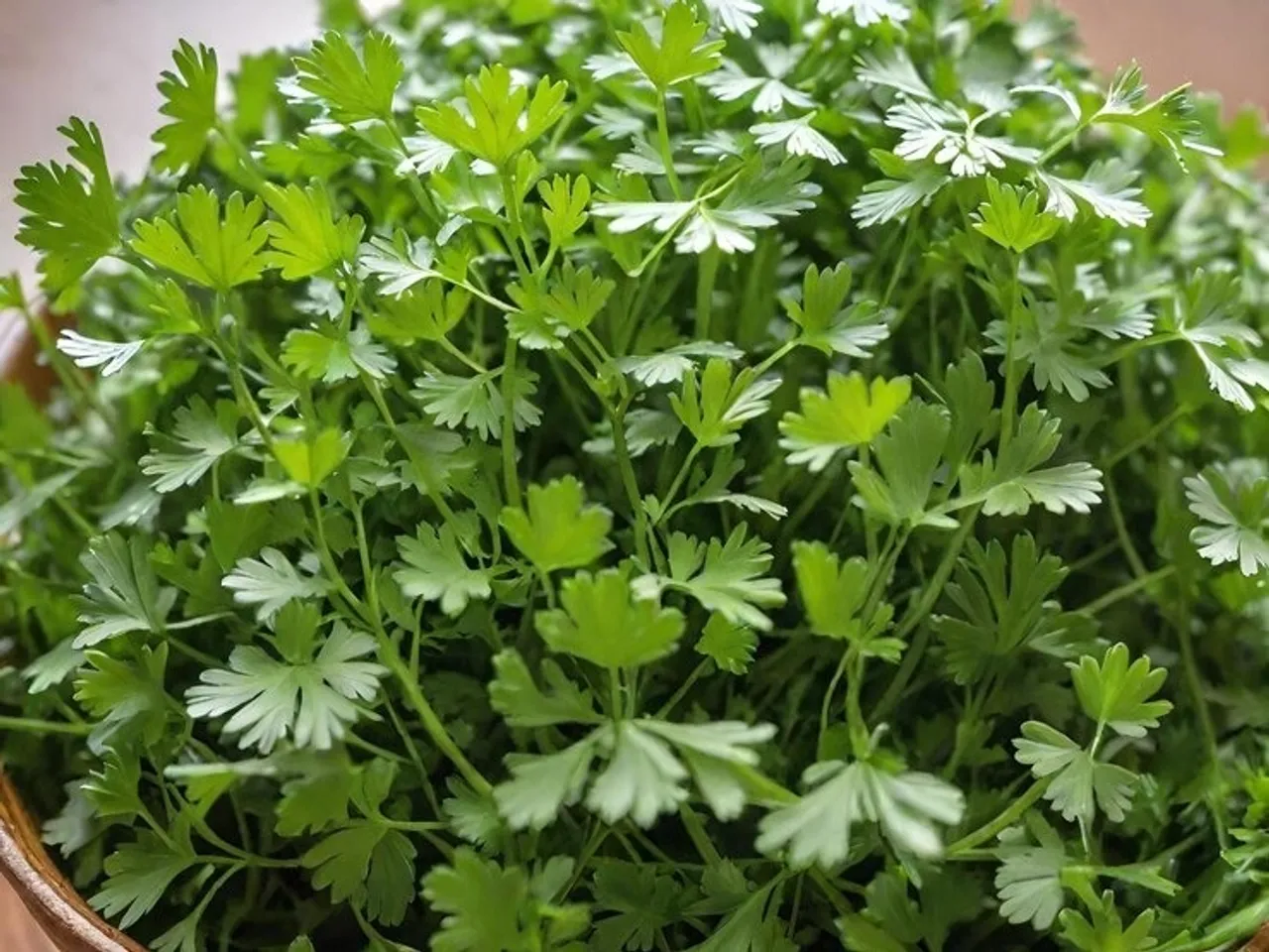 Coriander Plant  7