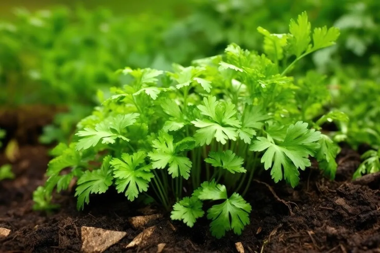 Coriander Plant  8