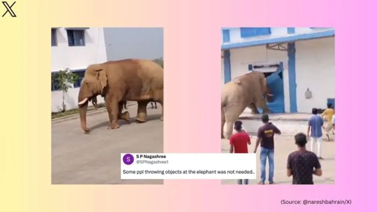 Elephant | Wild Elephant | Viral Video