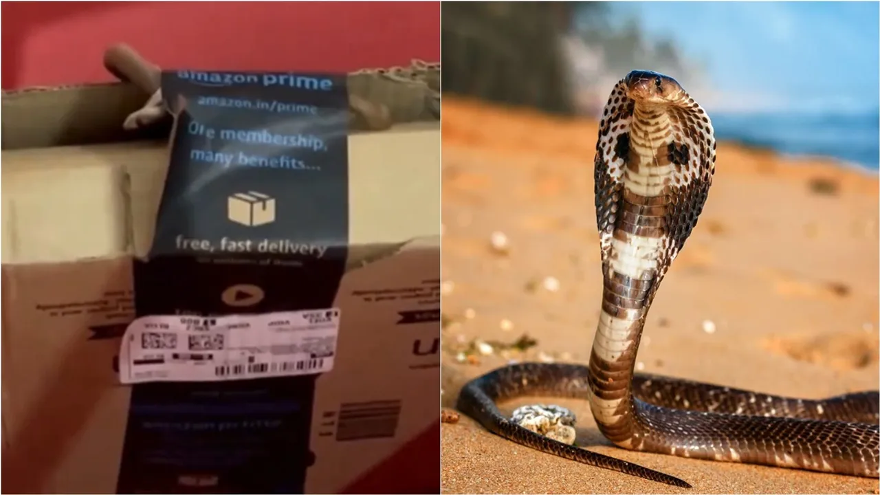 Amazon Order | Cobra found