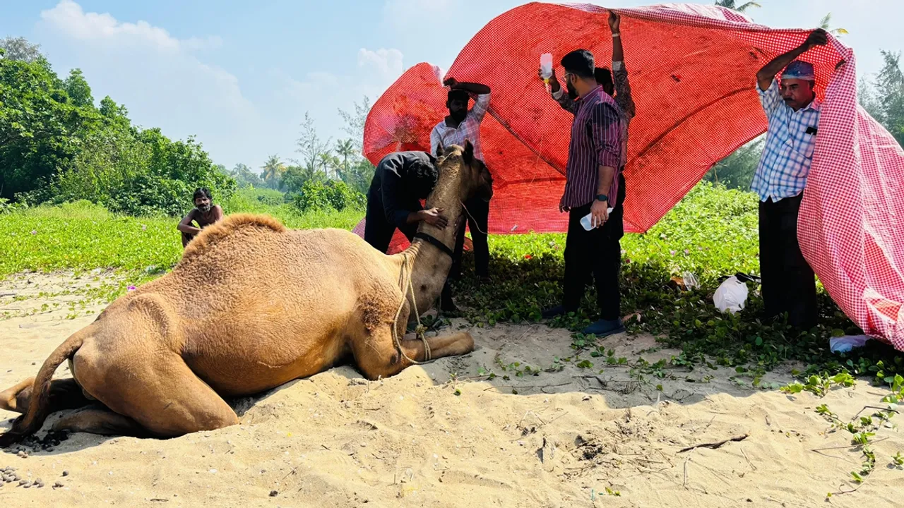 Camel, Kerala