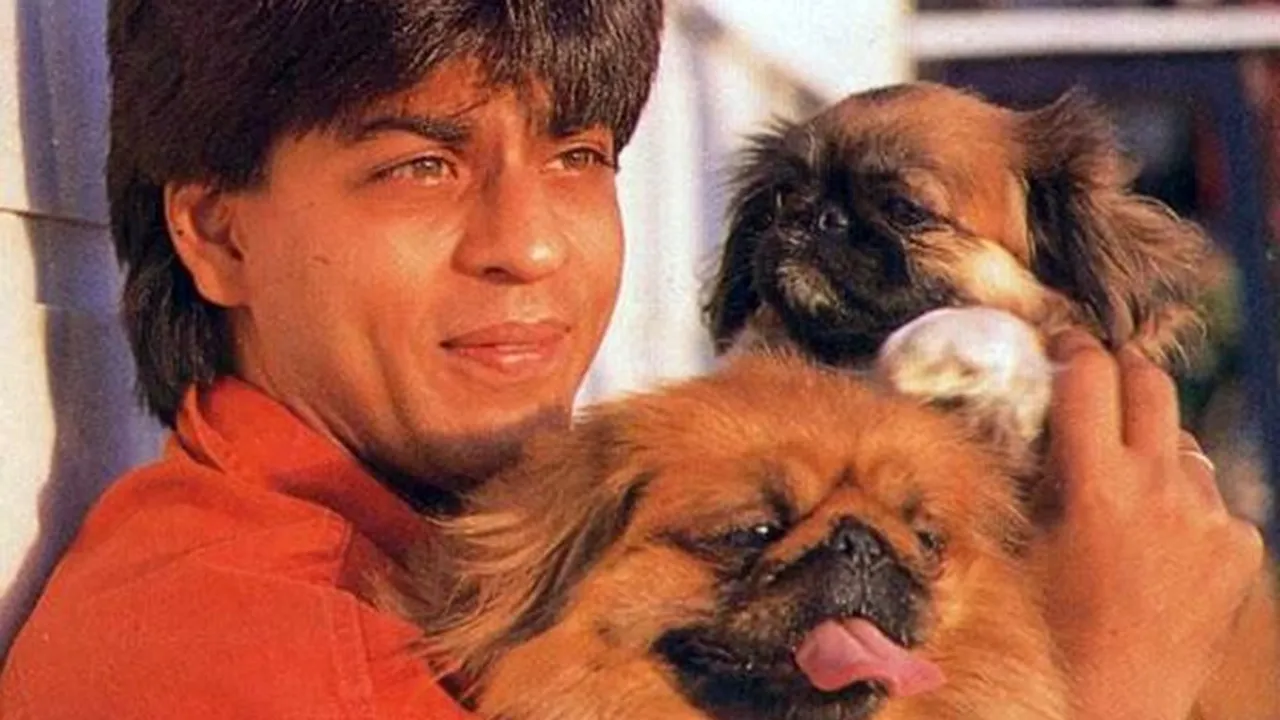 Shah Rukh Khan Pet Dog