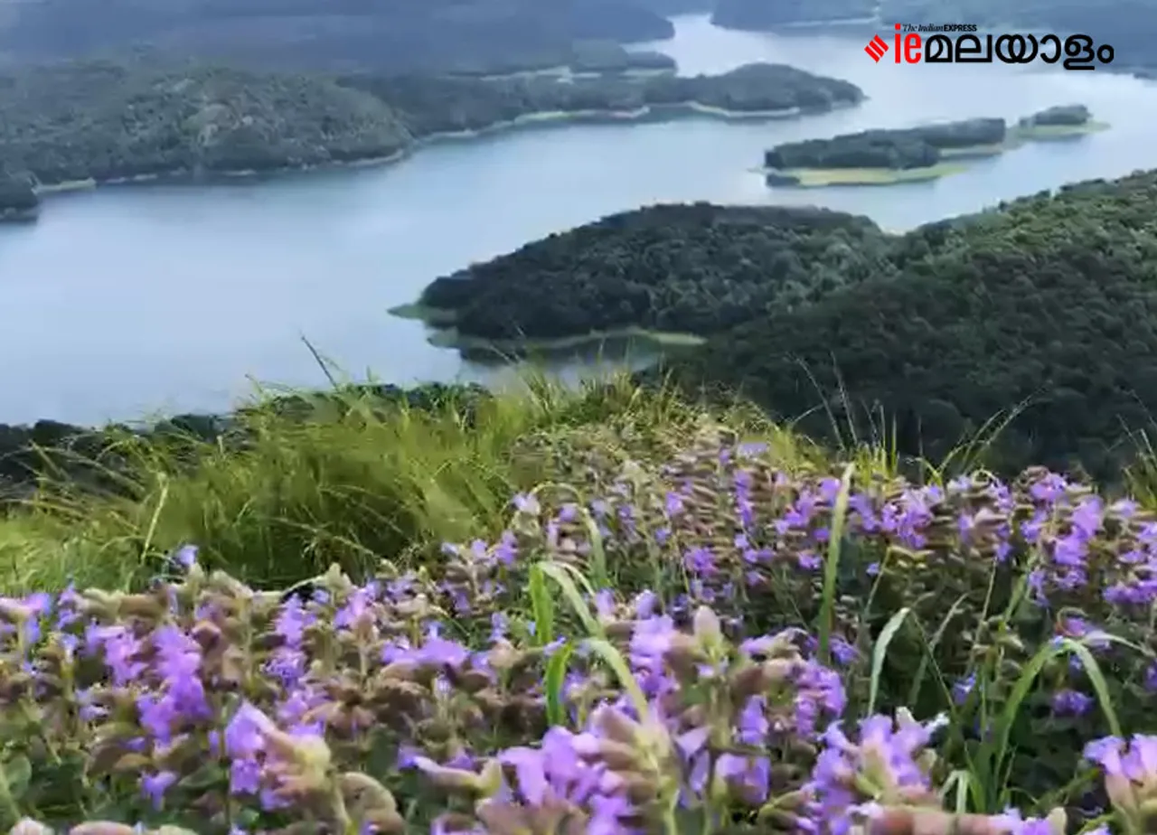 Neelakurinji | idukki
