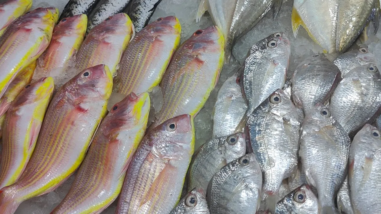 How to store fish in Freezer