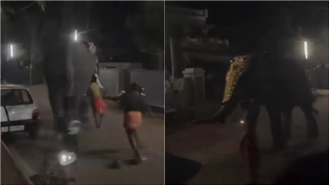 Elephant running | viral video