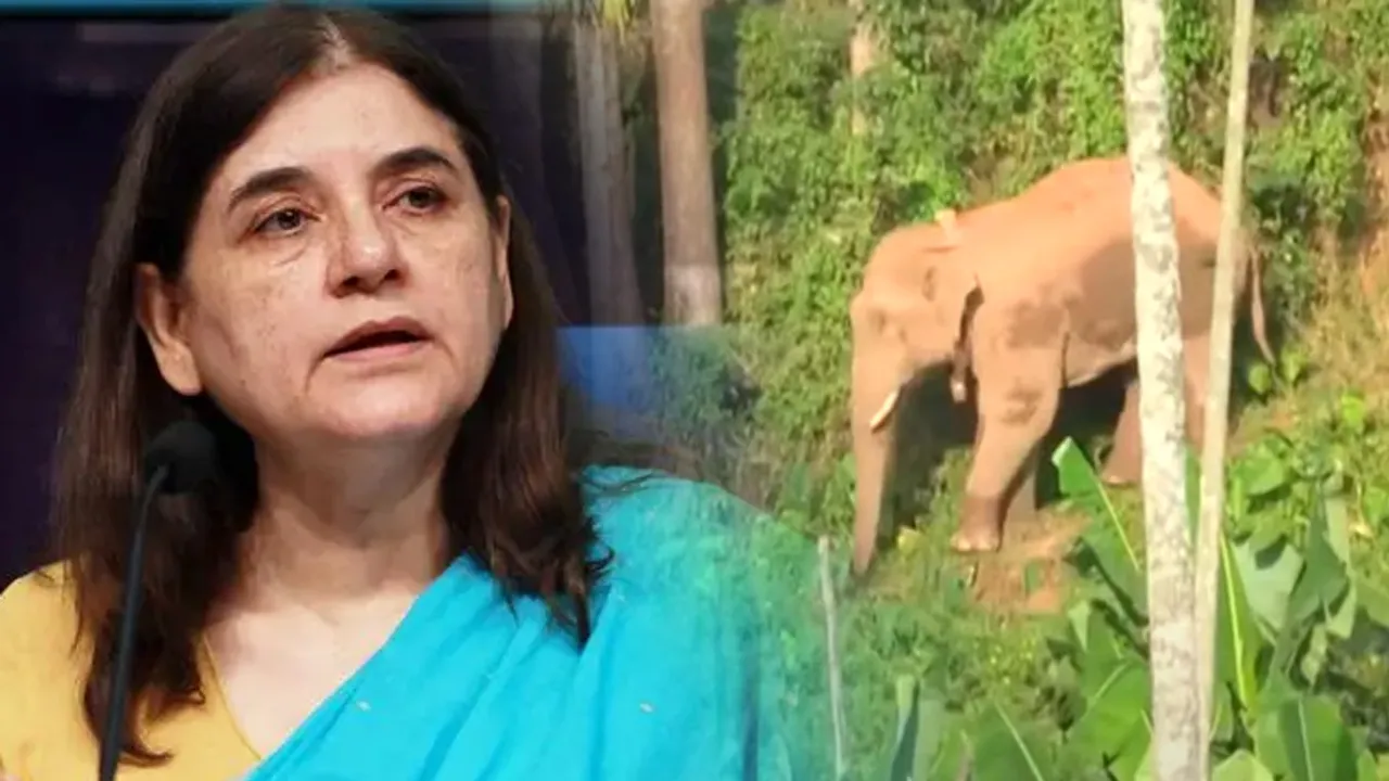 Menaka Gandhi  