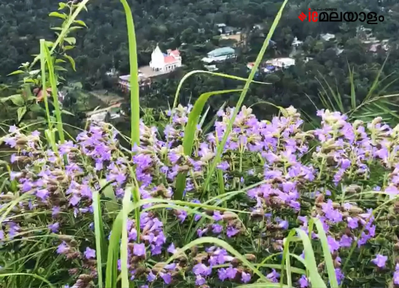 Neelakurinji | idukki
