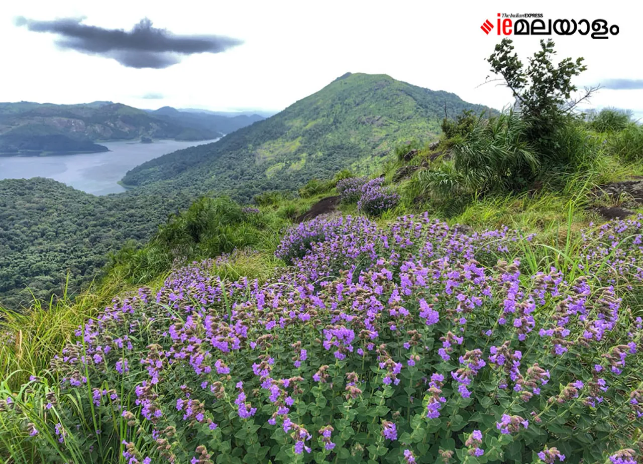 Neelakurinji | idukki