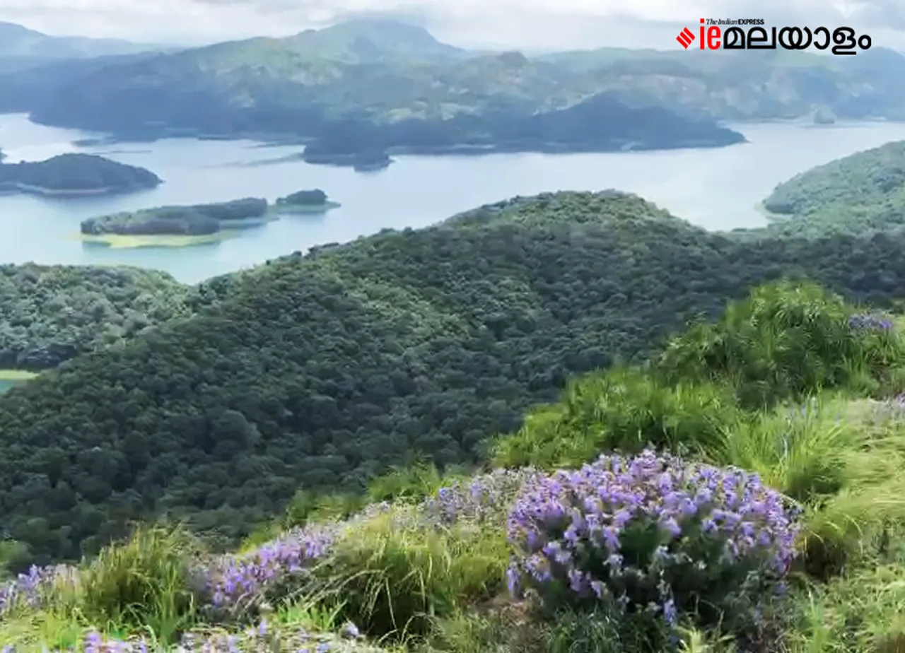 Neelakurinji | idukki