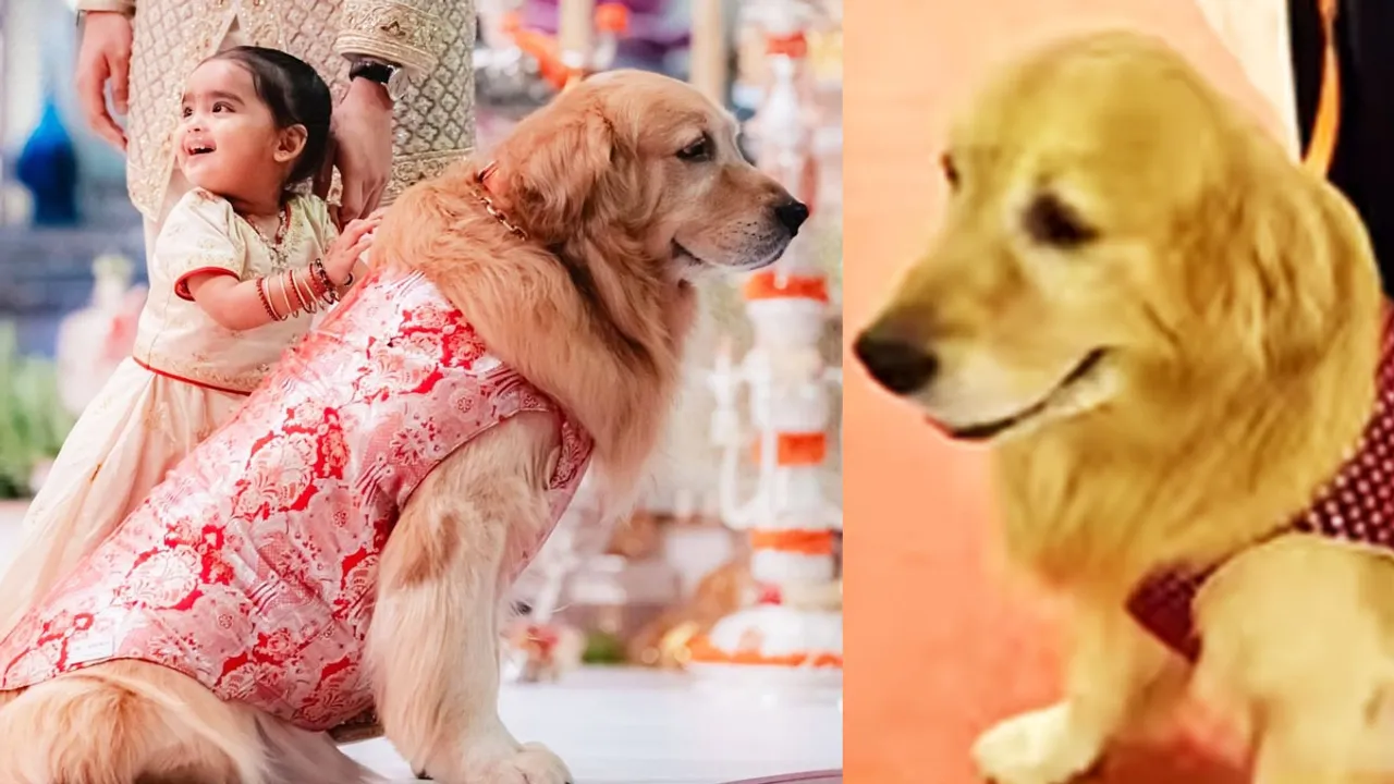Furbaby Costume | Ananat Ambani Wedding 