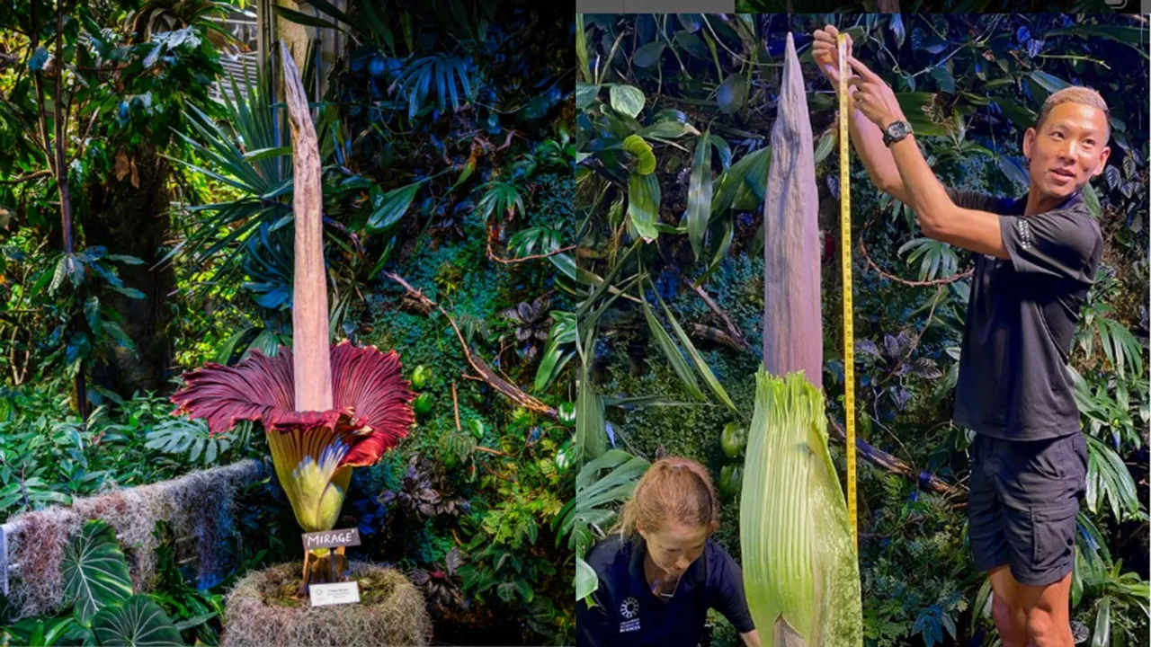 Amorphophallus titanum
