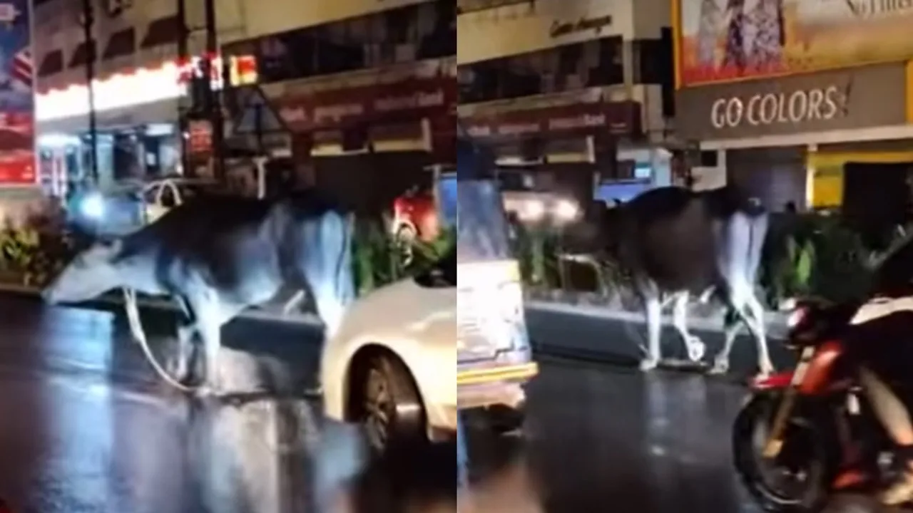 Buffalo walking on a busy road