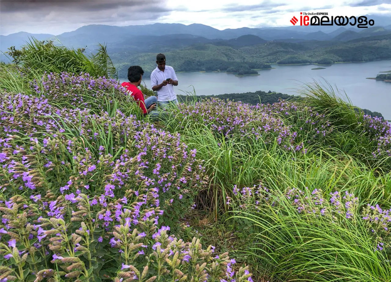 Neelakurinji | idukki