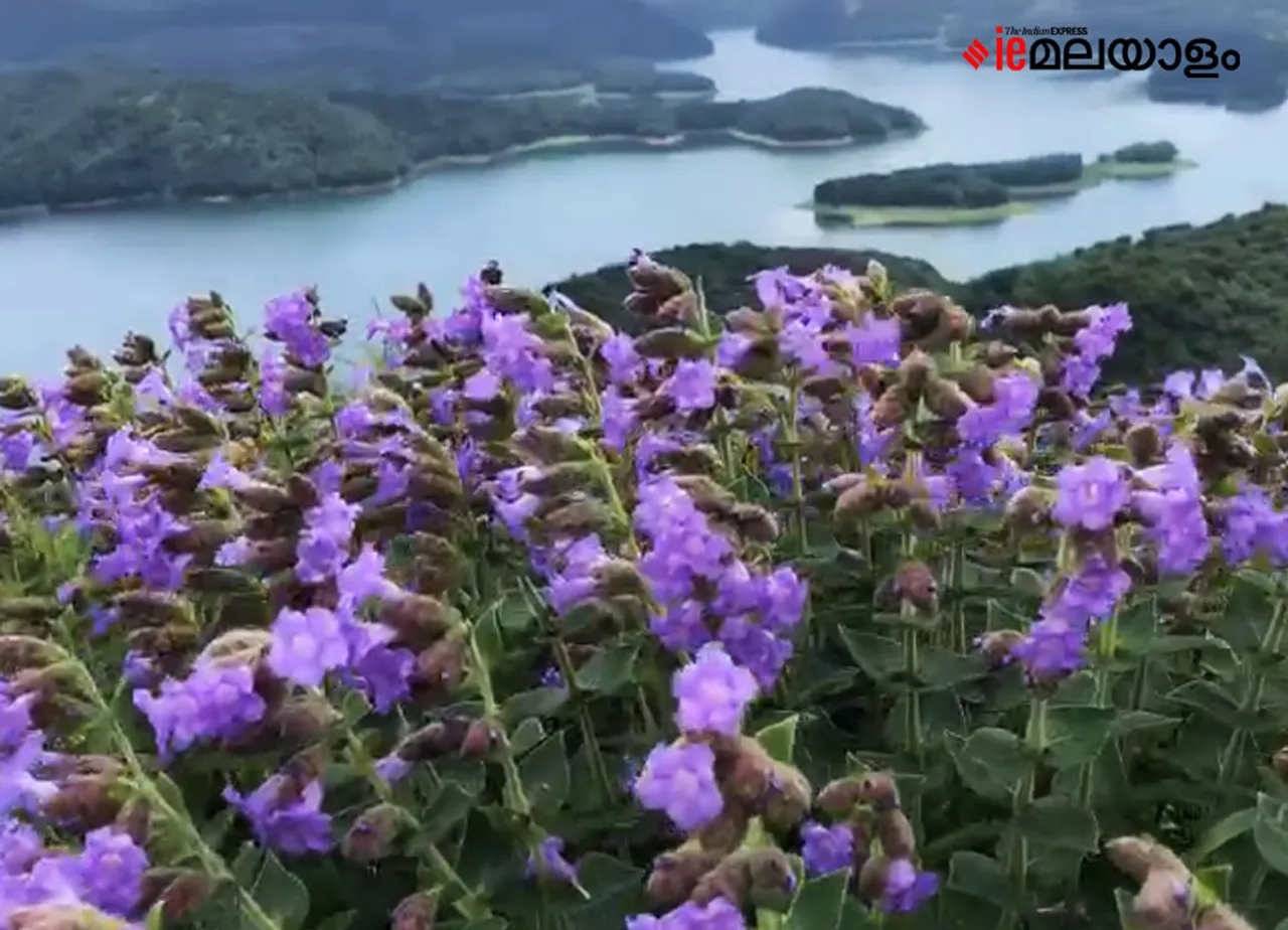 Neelakurinji | idukki