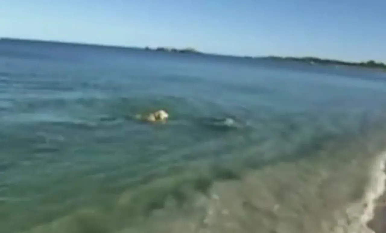 dophin , dog ,swimming