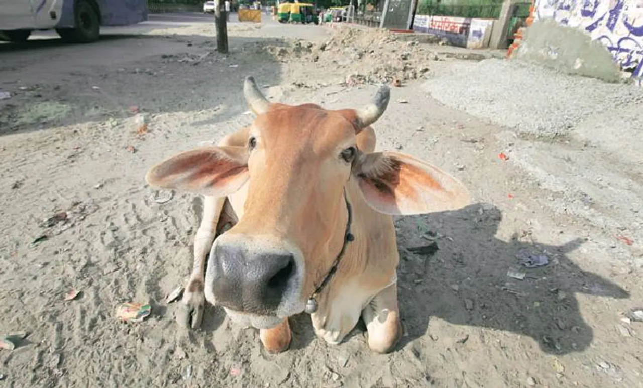 cow