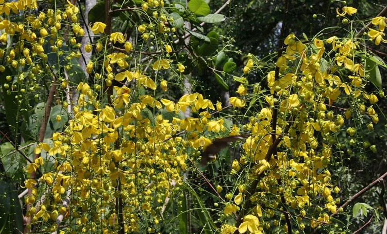 Vishu 2023: വിഷുക്കണി, ഐതിഹ്യം, വിഭവങ്ങൾ: അറിയേണ്ടതെല്ലാം