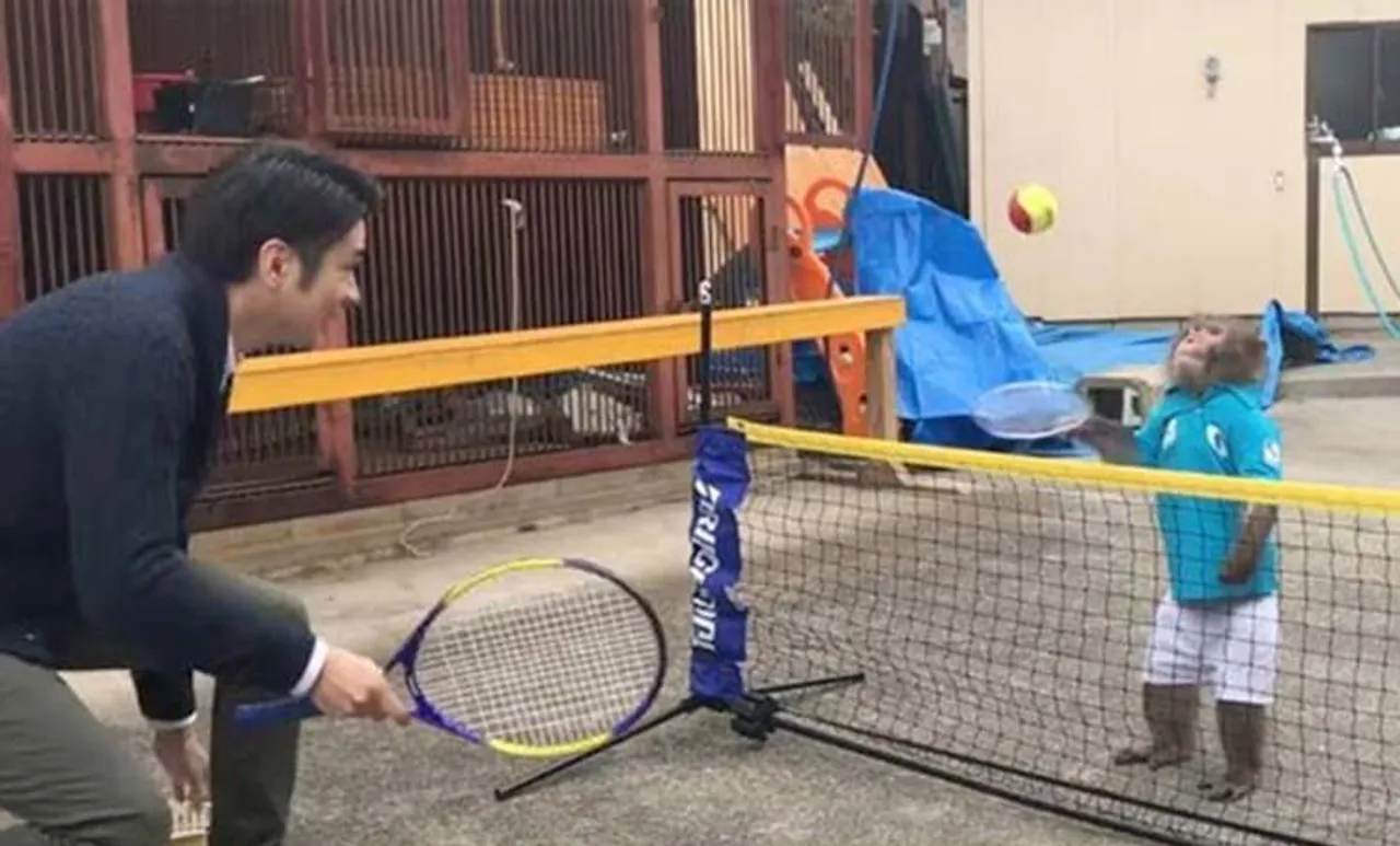 monkey, tennis, japan
