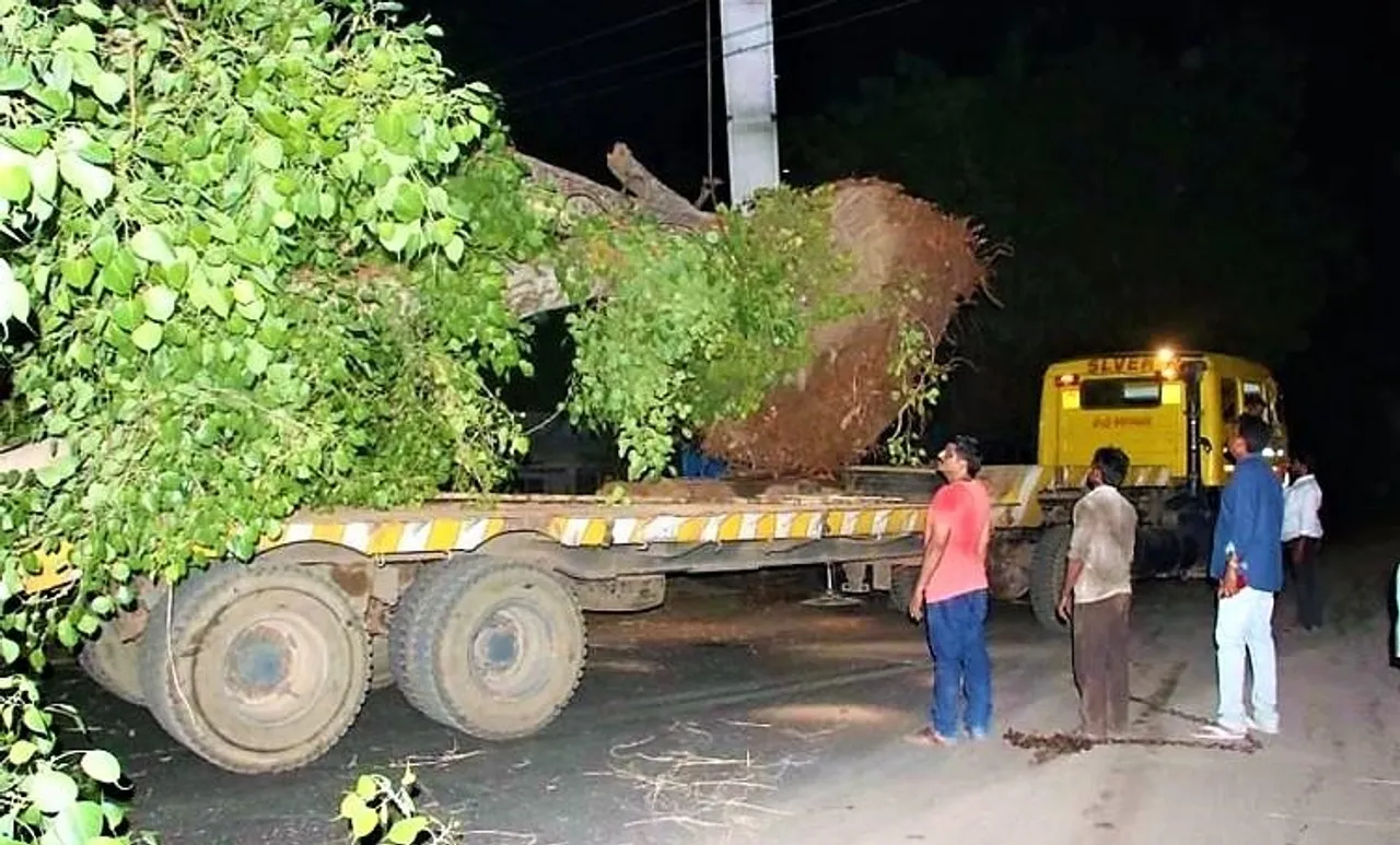 റോഡ് വികസനത്തിനായി അരയാലുകള്‍ക്ക് കത്തി വെക്കണമെന്ന്; സ്വന്തം പോക്കറ്റില്‍ നിന്ന് കാശെടുത്ത് എംഎല്‍എ മരങ്ങള്‍ മാറ്റി നട്ടു