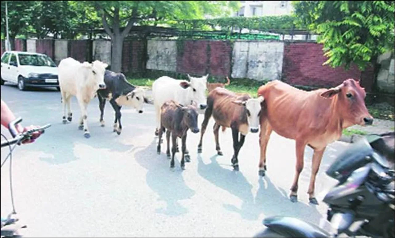 പശുക്കടത്ത് ആരോപിച്ച് മൂന്ന് മുസ്ലീം യുവാക്കളെ തല്ലിക്കൊന്നു
