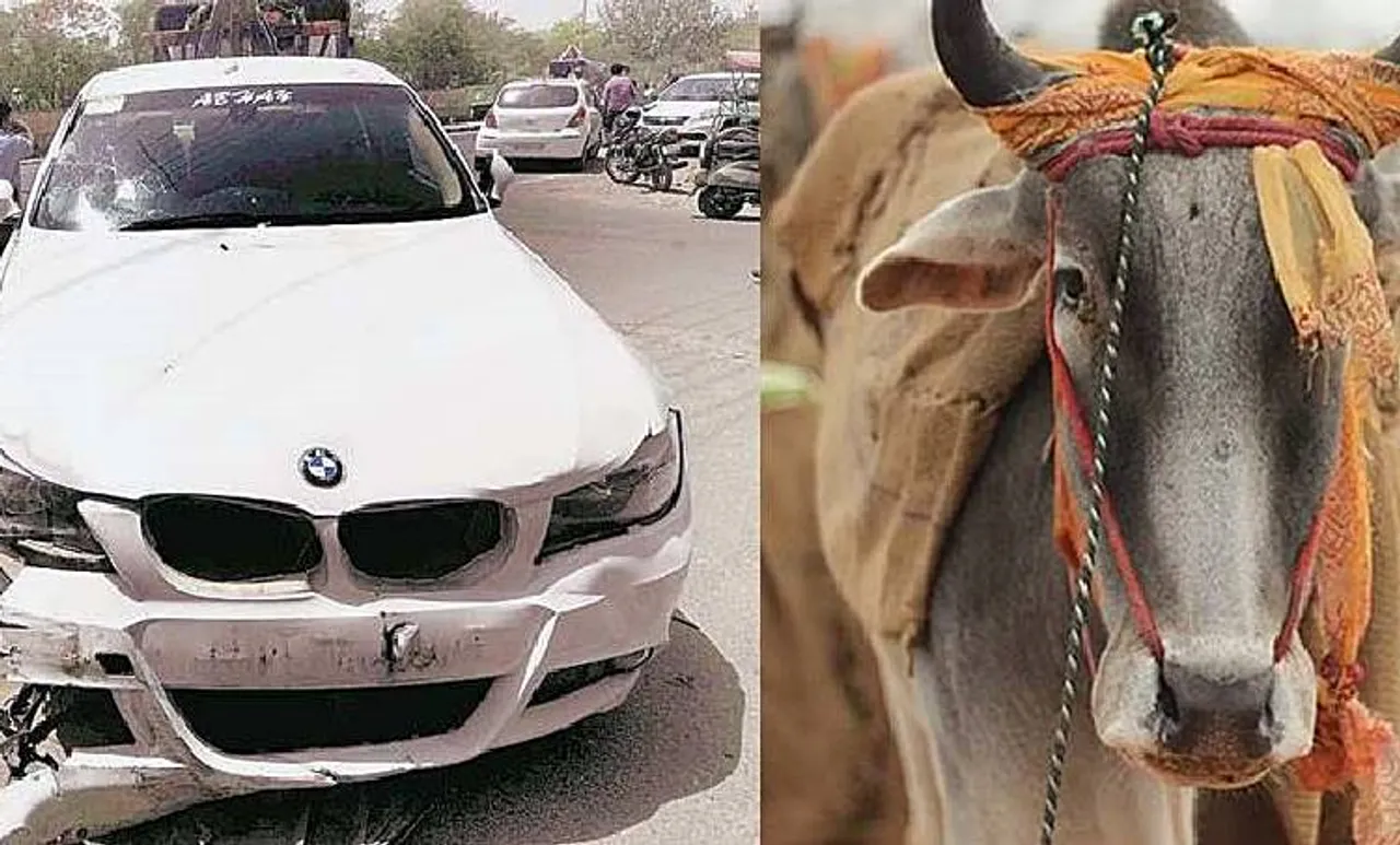 Cow, BMW
