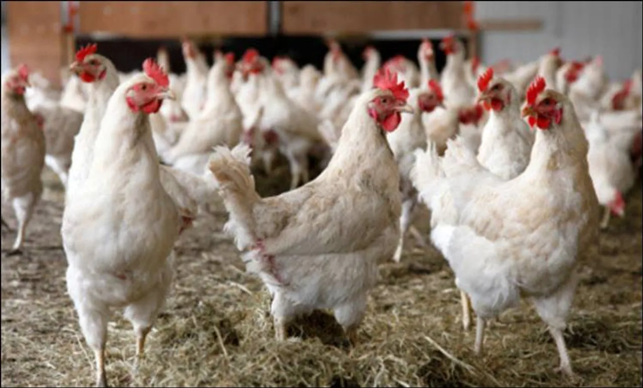 Kerala market, GST, Chicken Price, Thomas Isaac, Paultry Farmers