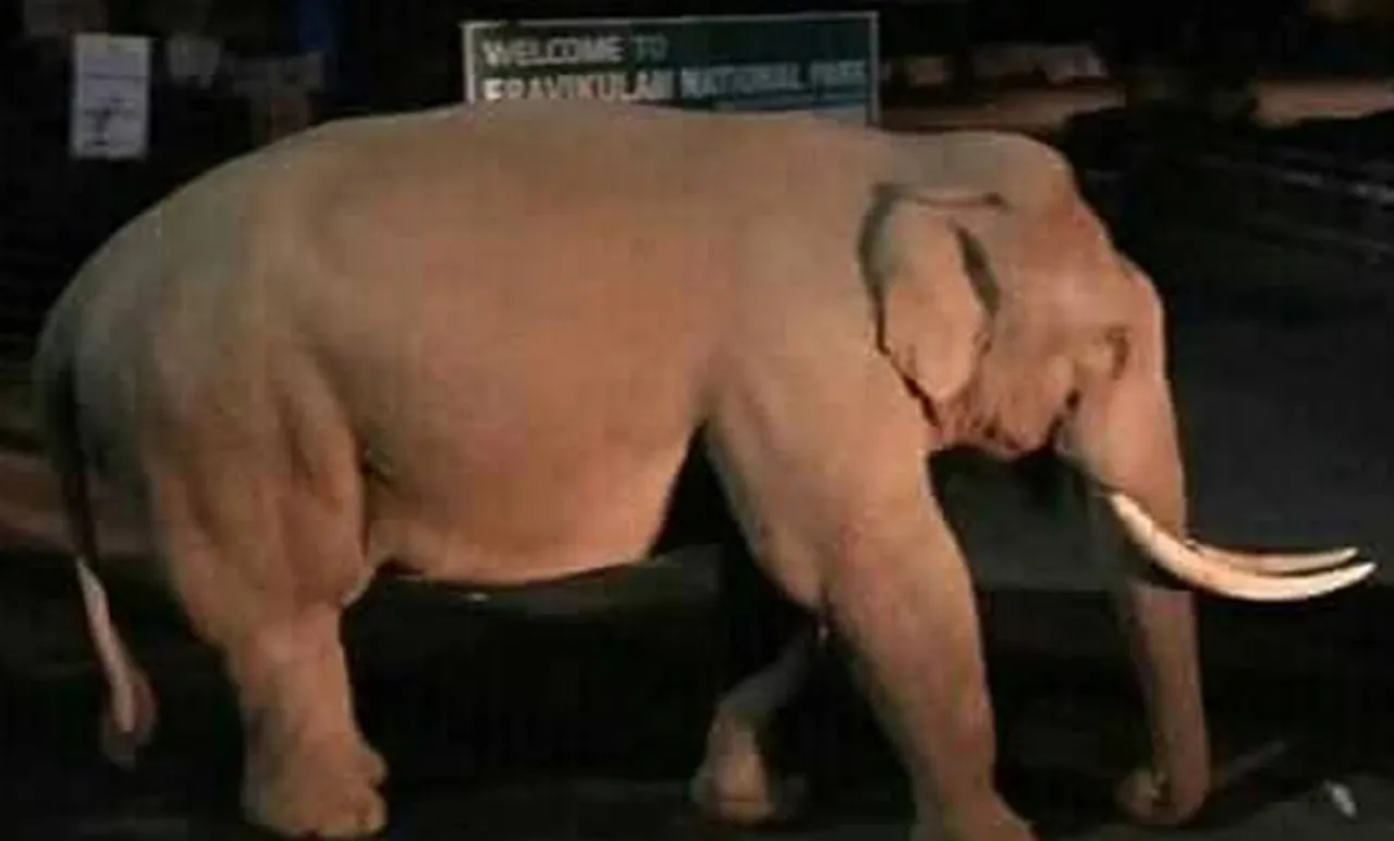 കളിക്കളത്തിൽ കാട്ടാന, ഒറ്റയാന് മുന്നിൽ കാല് വിറച്ച് കളിക്കാർ