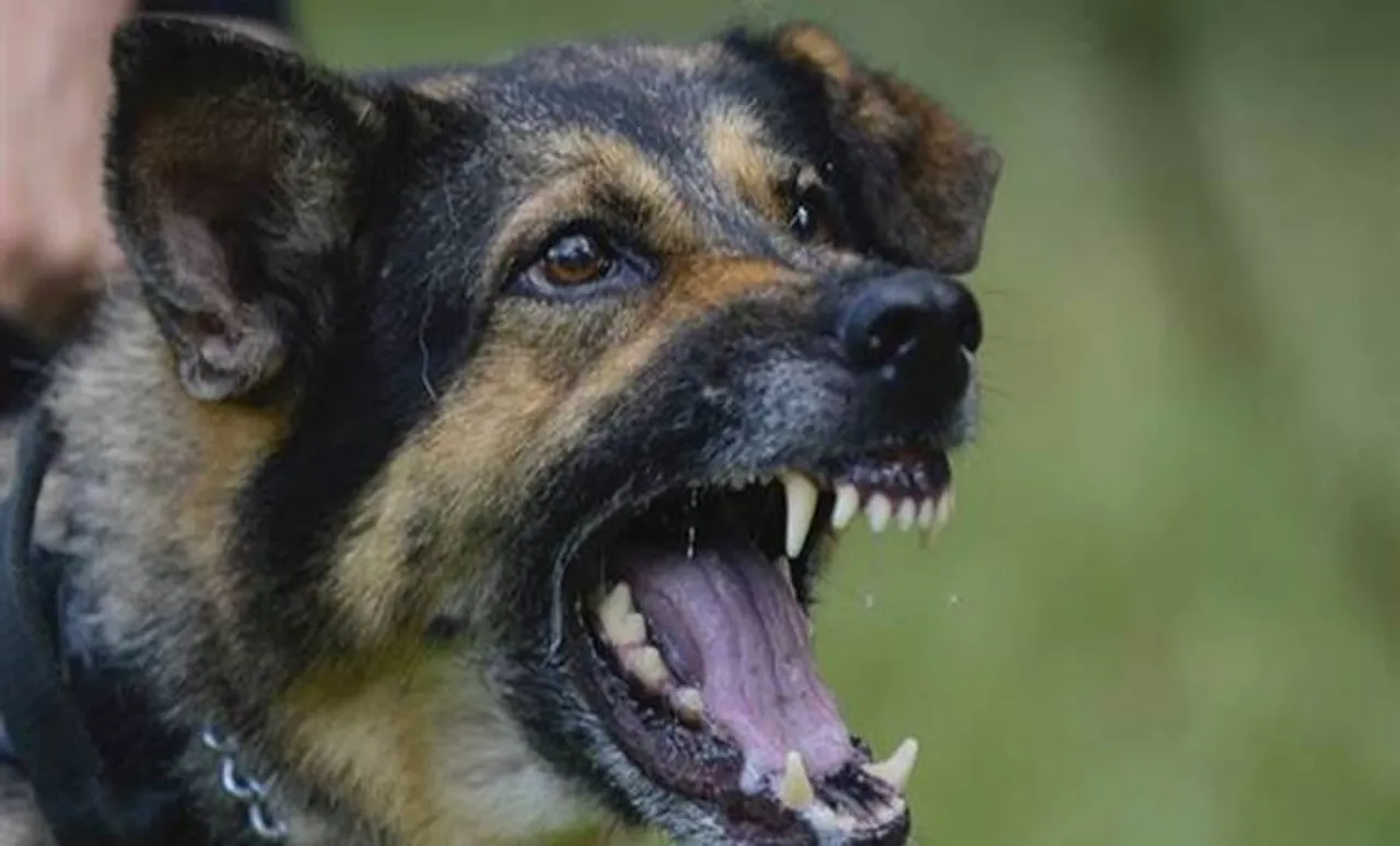 anti rabbires vaccine, kerala, stay dogs, kerala