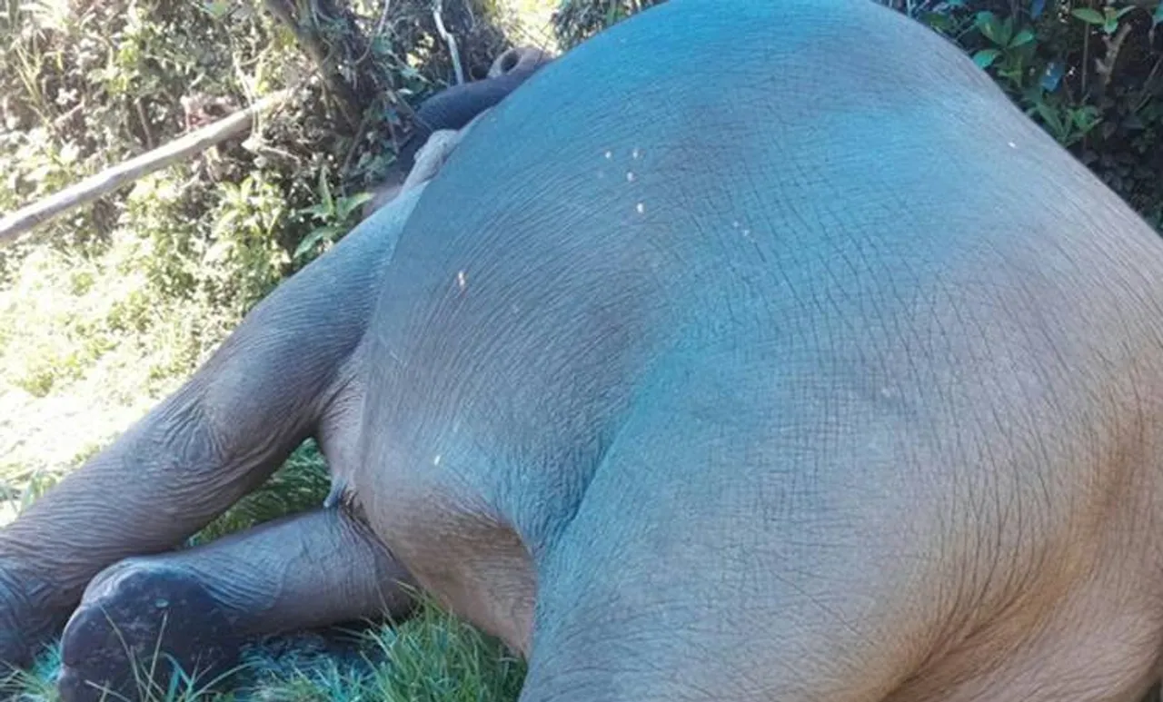 wild elephant, wilephant died in munnar, munnar, munnar forest , kdh, man animal conflict,