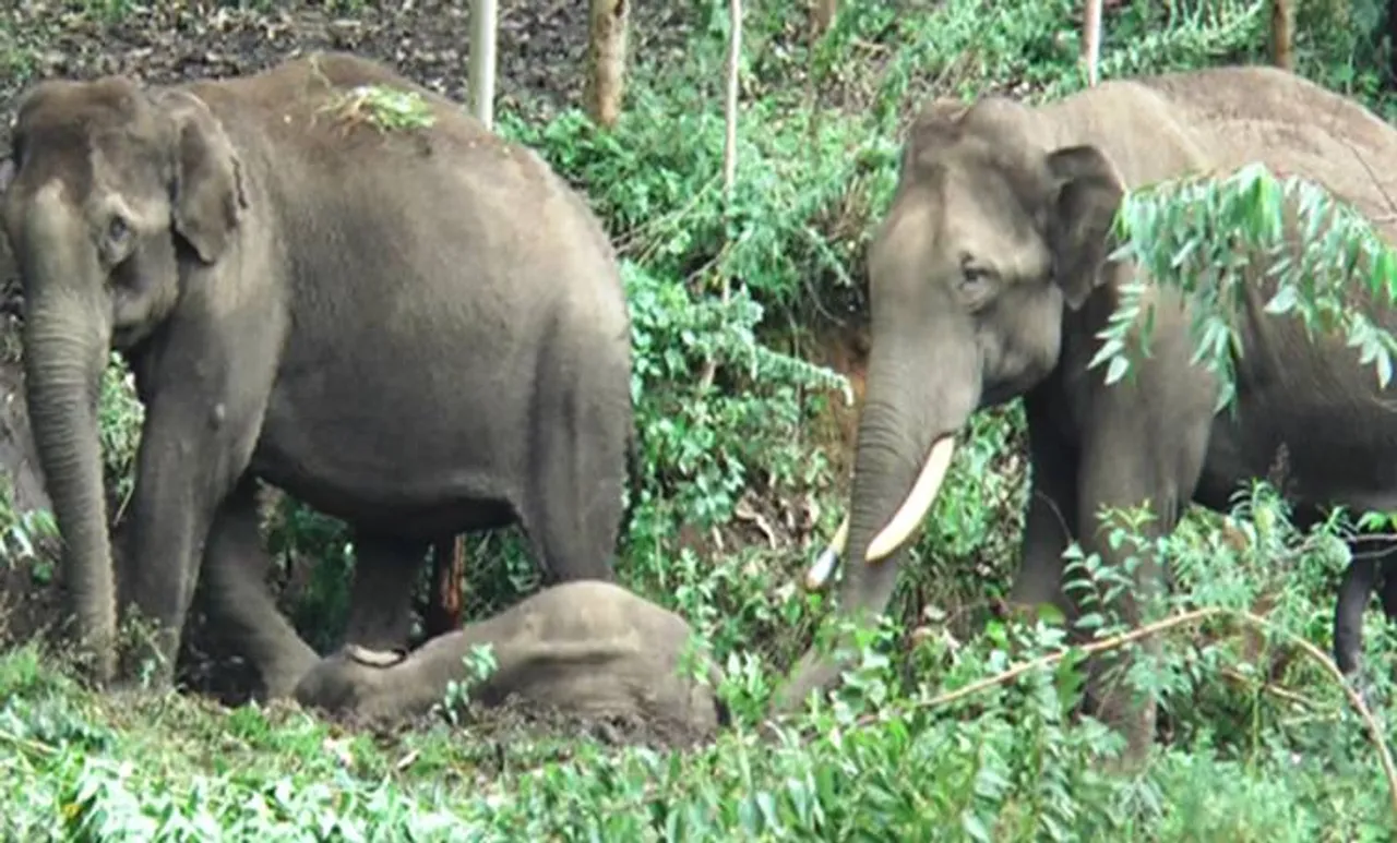munnar, wild elephant, munnar wild elephant died, death of wild elephant, man animal conflict,