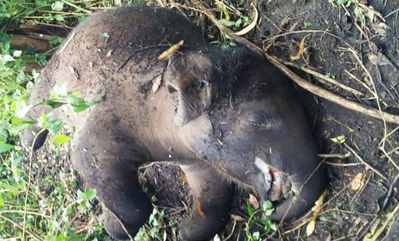 ചരിഞ്ഞ കുട്ടിക്കാട്ടനയ്ക്ക് കാവലായി  കാട്ടാനകൾ, കണ്ണുനനയുന്ന കാഴ്ചയായി ചിത്രം