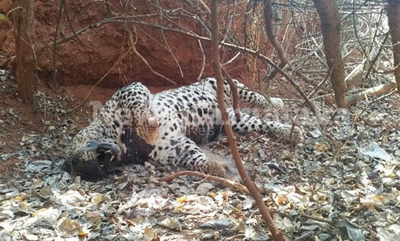 ഗതികെട്ട് 'പുല്ല് തിന്ന പുലി' ഇര പിടിക്കാനാവാതെ ചത്തു; വിഡിയോ വൈറല്‍