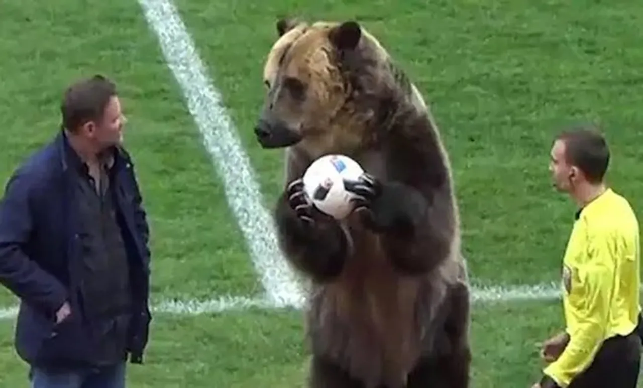 റഫറിക്ക് കരടി പന്ത് കൈമാറി; കൈയടിച്ച് കാണികള്‍, കരണത്തടിച്ച് പെറ്റയും മൃഗസ്നേഹികളും