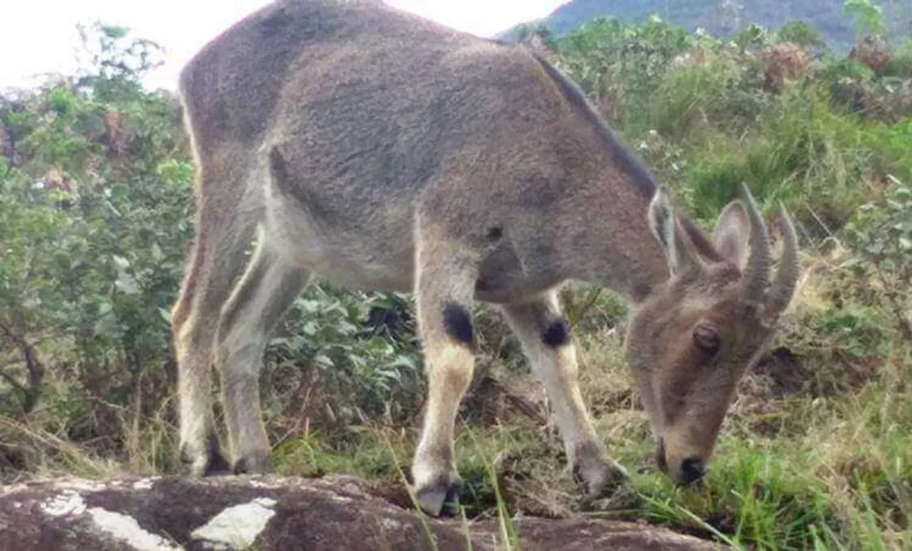 വരയാടുകളുടെ എണ്ണം വർധിച്ചുവെന്ന് കണ്ടെത്തി സർവേ