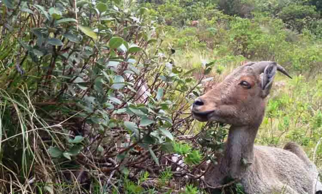 nilgiri tahr census in eravikulam national park