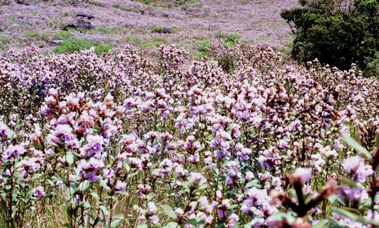 neelakurinji in munnar